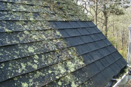 Moss removal Moss removal